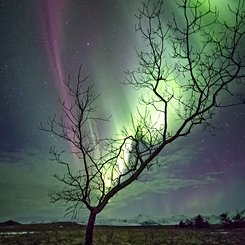  The Aurora Tree 