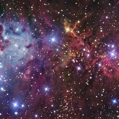 Fox Fur, a Unicorn, and a Christmas Tree