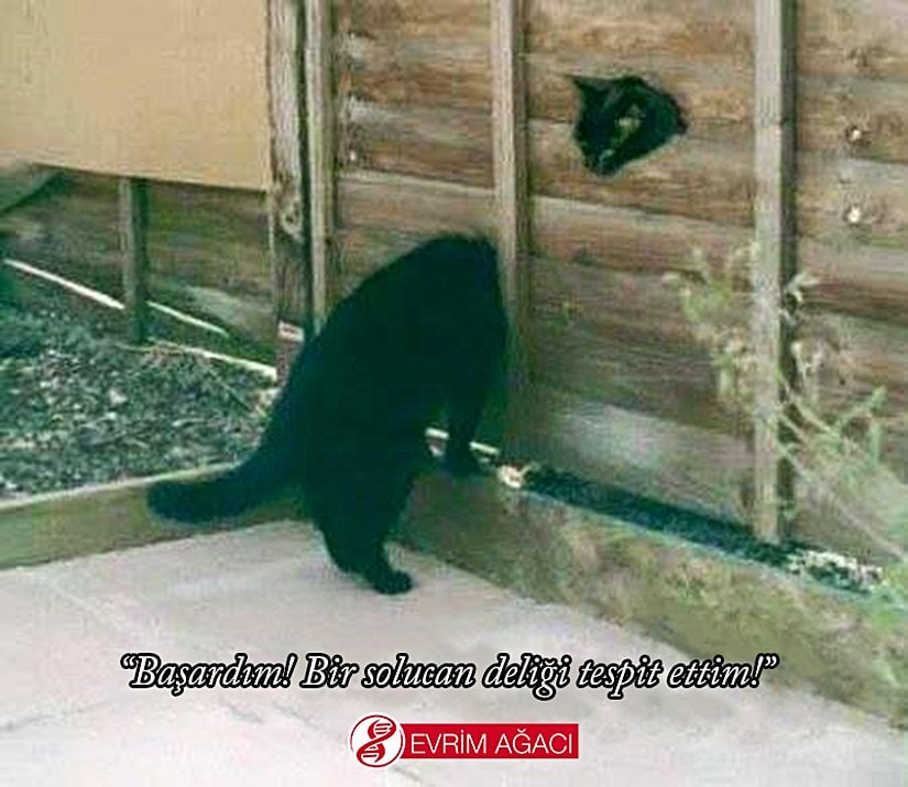 Başardım! Bir solucan deliği tespit ettim!