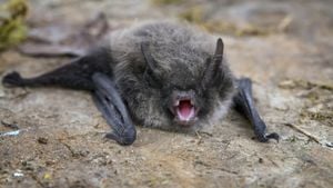 Teacher Dies From Rabies After Bat Encounter