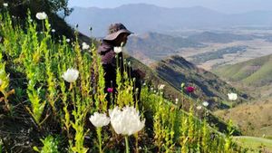 Manipur Destroys Illicit Poppy Fields To Bolster Drug War