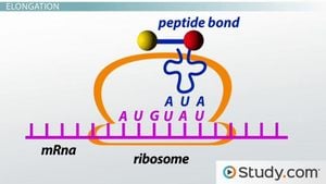 Discoveries Reveal New Mechanisms Of Translation Arrest By Ribosome Peptides