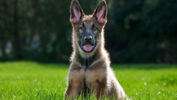 Köpek