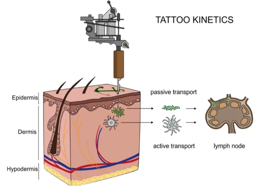 Dövme parçacıklarının ciltten lenf düğümlerine taşınması. Dövme mürekkepleri enjekte edildikten sonra, parçacıklar ya kan ve lenf sıvıları aracılığıyla pasif olarak taşınabilir ya da bağışıklık hücreleri tarafından fagosite edilip bölgesel lenf düğümlerine biriktirilebilir. İyileşme sonrasında, parçacıklar dermiste ve drenaj yapan lenf düğümlerinin sinüzoidlerinde bulunur.