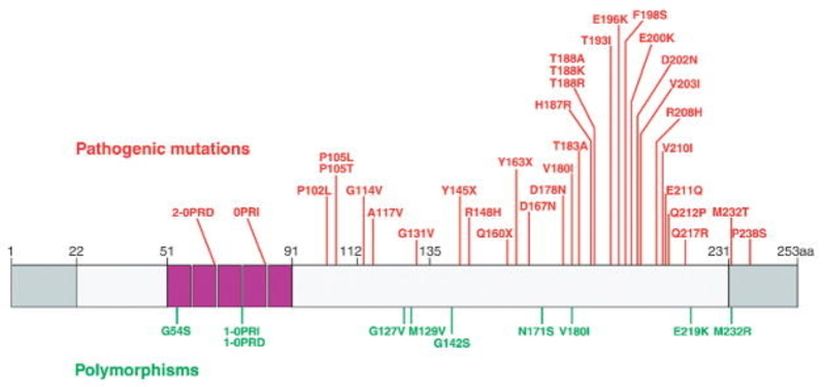 Prion proteini (PrP) mutasyonları ve polimorfizmleri; insan PrP geninin şematik bir temsili, protein dizisinin başlangıç ve sonu gri renkle, oktapeptitiler mor renkle gösterilmiştir. Hastalıkla ilişkili mutasyonlar kırmızı çizgilerle patojenik olmayan genetik varyantlar (polimorfizmler) yeşil çizgilerle ifade edilmştir.