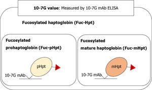 New Insights Into Sepsis: Fucosylated Haptoglobin And Mincle Interaction Amplify Immune Responses