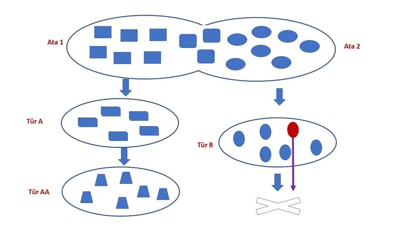 Görsel 5: Kuzen türün ata sanılması.