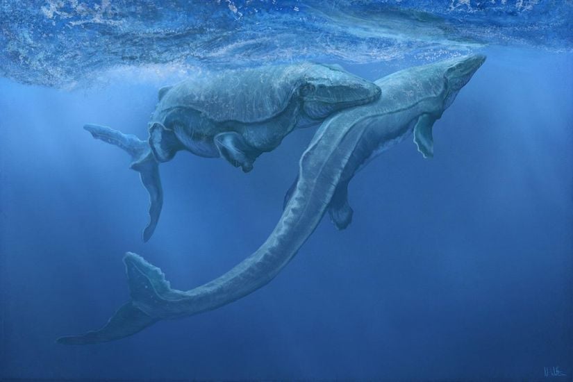 Bir Mosasaurus hoffmanni rekonstrüksiyonu.