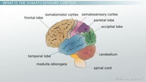 New Study Reveals Neural Circuits That Mediate Pain-Induced Analgesia