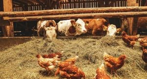 Bird Flu Spreads To Mammals And Pigs Raising Health Concerns