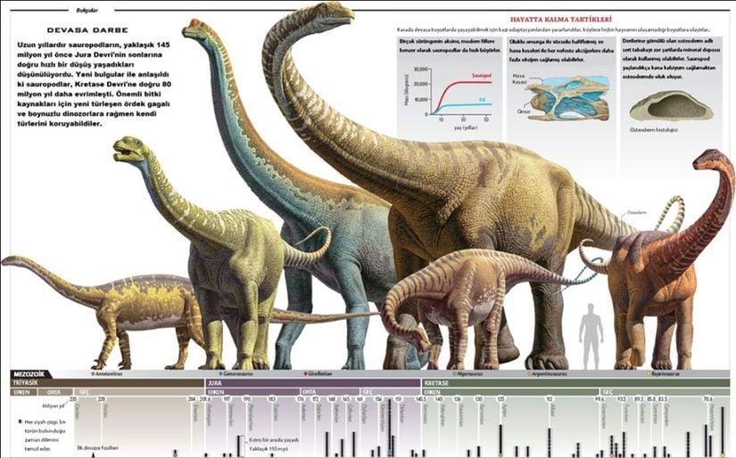 Bu harika infografikte, geçmişin devleri olan dinozorlara ve özellikle de boyutlarına ait önemli bazı bilgileri bulacaksınız.