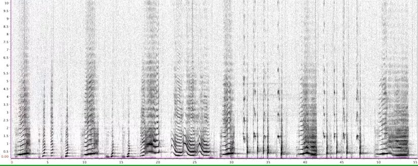 Balina şarkılarının detaylı bir analizi, insan diline benzer istatistiksel yapıları ortaya çıkardı.