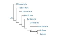 Sitede gördüğüm bu fotoğraftaki LUA ne anlama geliyor?