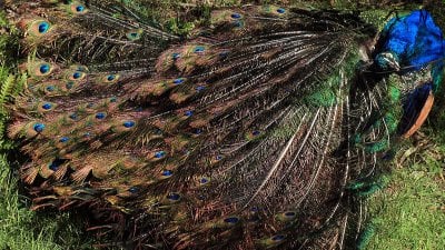 Handikap İlkesi ve Masraflı Sinyallerin Dürüstlüğü: Tavuskuşları, Potansiyel Eşlerini Neden Kuyruklarıyla Aldatamazlar?