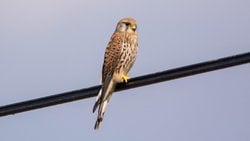 Kerkenez (Falco tinnunculus)