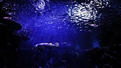 Karmaşık Yapılı Organizmalar Neden Derin Okyanuslarda Evrimleşti?