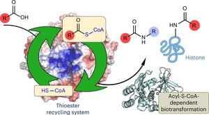 Thioester Formation Via Cyclic Anhydrides: Key To Early Metabolism