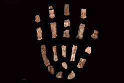 ‘Fındıkkıran Adam’ın Eli Bulundu! Paranthropus boisei’nin Şaşırtıcı El Fosilleri Taş Alet Kullanımına İşaret Ediyor