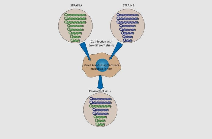 Figür 3: Viral rekombinasyon