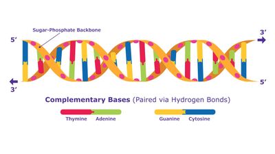 DNA, Kromozom ve Hücre: Çizimler ve Animasyonlar, Gerçekte Olanı Tam Olarak Yansıtmıyor!