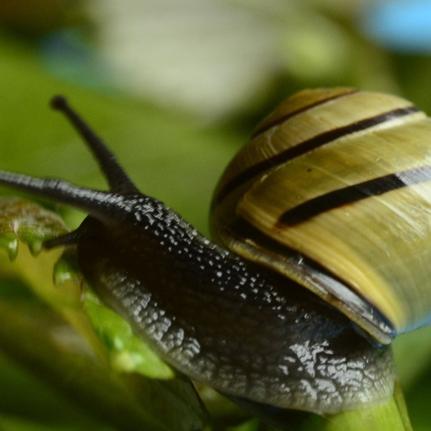 Salyangozların İlginç Dünyası: Salyangozlar ile İlgili Neler Biliyoruz?