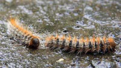 Çam kese böceği (Thaumetopoea pityocampa)