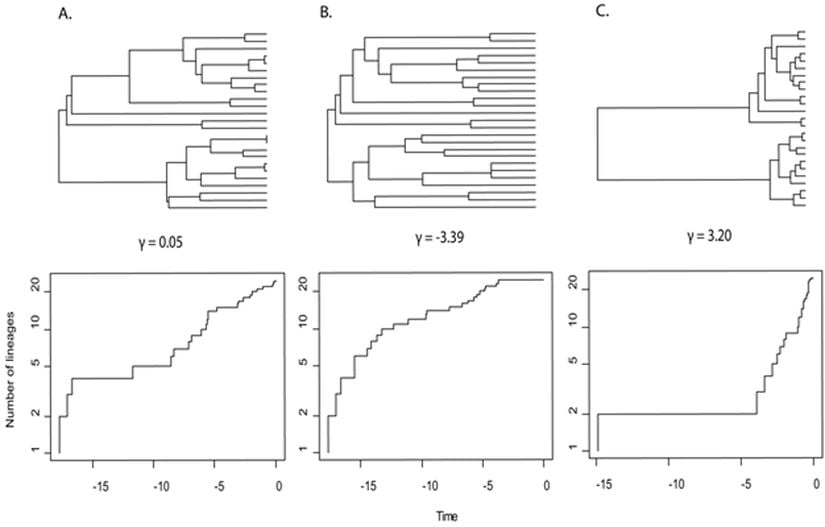﻿Görsel 2: Kladogenesisin üç modeli ve türlerin sayısının artışını gösteren soyoluşlar, zaman çizelgesi boyunca nesil sayıları ve gama değerleri. (A) Zaman içerisindeki eşit oranlar (hızlar), modellerin çeşitlenmesindeki boşluk hipotezi (γ=0.05). (B) Kladogenesisin ve türlerin çoğalmasının erken patlak vermesi, EF değerinin altında beklenilen model (γ=-3.39). (C) Türleşmenin geç patlak vermesi veya erken soy tükenmesi (γ=3.20).