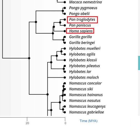 Örneğin insan ile şempanzenin evrimsel ayrışma zamanını 5.8 milyon yıl öncesi olarak gösteren, dolayısı ile benzerliğin farklı olduğu bu çalışmada, insanın şempanze ile olması gerektiği ölçüde yakın olduğu görülebilir.