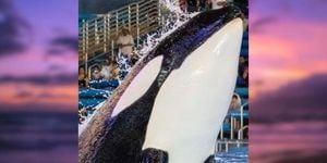 SeaWorld Orca Kamea Dies Young Amid Captivity Concerns