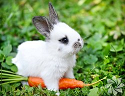 Tavşanlar ve Papağanlar gerçekten kafalarını çevirmeden arkalarını görebiliyor mu? Eğer yapabiliyorlarsa nasıl?