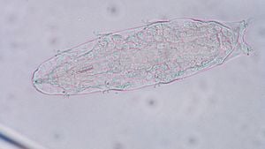 Su Ayıları (Tardigrada)