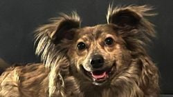 Korku Katliamı Meşrulaştırmaz: Sokak Hayvanlarını Öldürmek Çözüm Olamaz