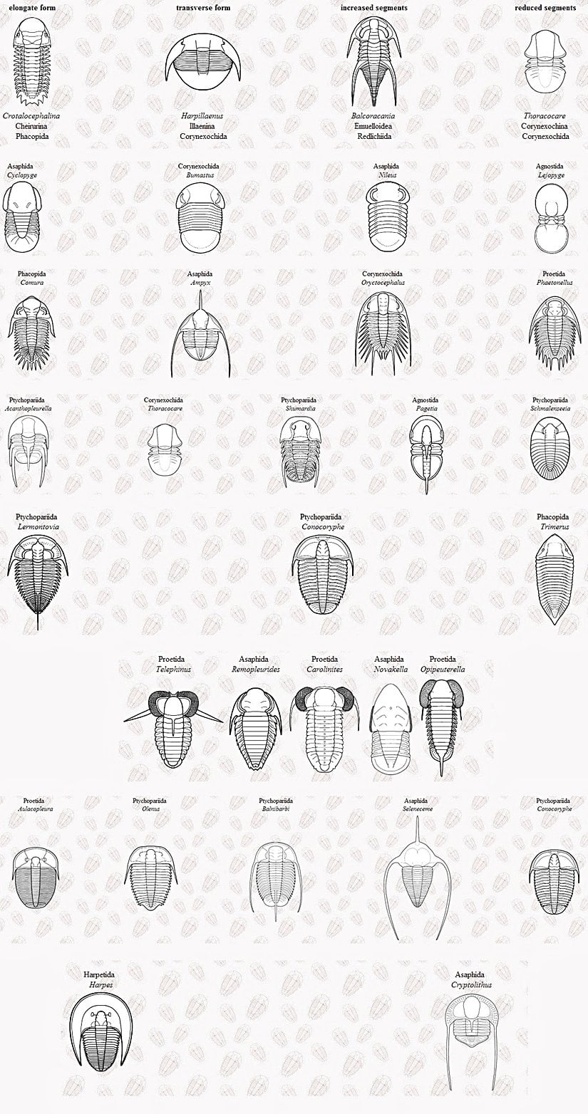 Birbirinden farklı trilobit vücut planlarına örnekler...