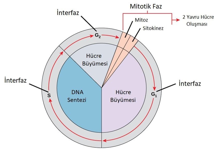 Hücre Döngüsü.
