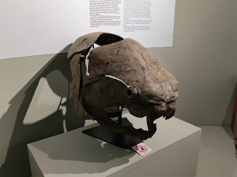Büyükada Müzesi.  Dunkleosteus.