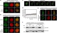 Solid-like condensation of MORF8 inhibits RNA editing under heat stress in Arabidopsis - Nature Communications