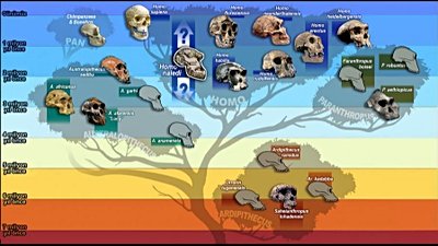 Homo naledi'nin Eklenmesiyle Yeni Evrim Ağacı...