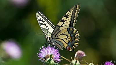 Pul Kanatlılar (Lepidoptera)