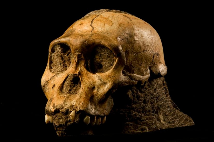 Australopithecus sediba