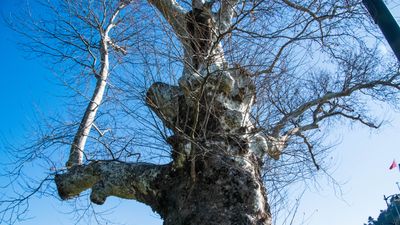 Doğu çınarı (Platanus orientalis)