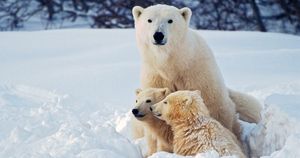 Scientists Uncover Antifreeze Secrets Of Polar Bear Fur