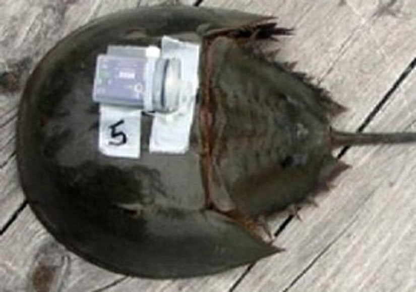 İvmeölçer giydirilmiş bir atnalı yengeci