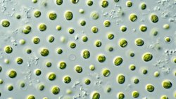 Mikroalgler Besin Olarak Kullanılabilir mi?