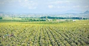 Dragon Fruit Livestreams And Geneva Talks Reshape Markets