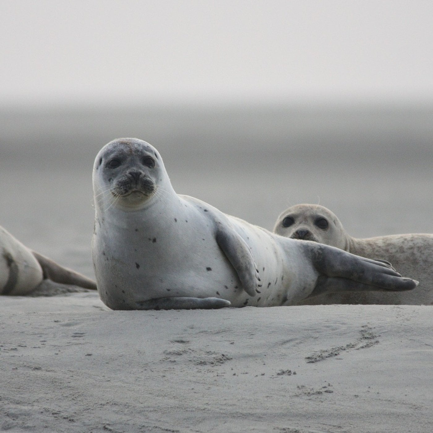 Evrim Ağacı ile Bilime Dair Her Şey!