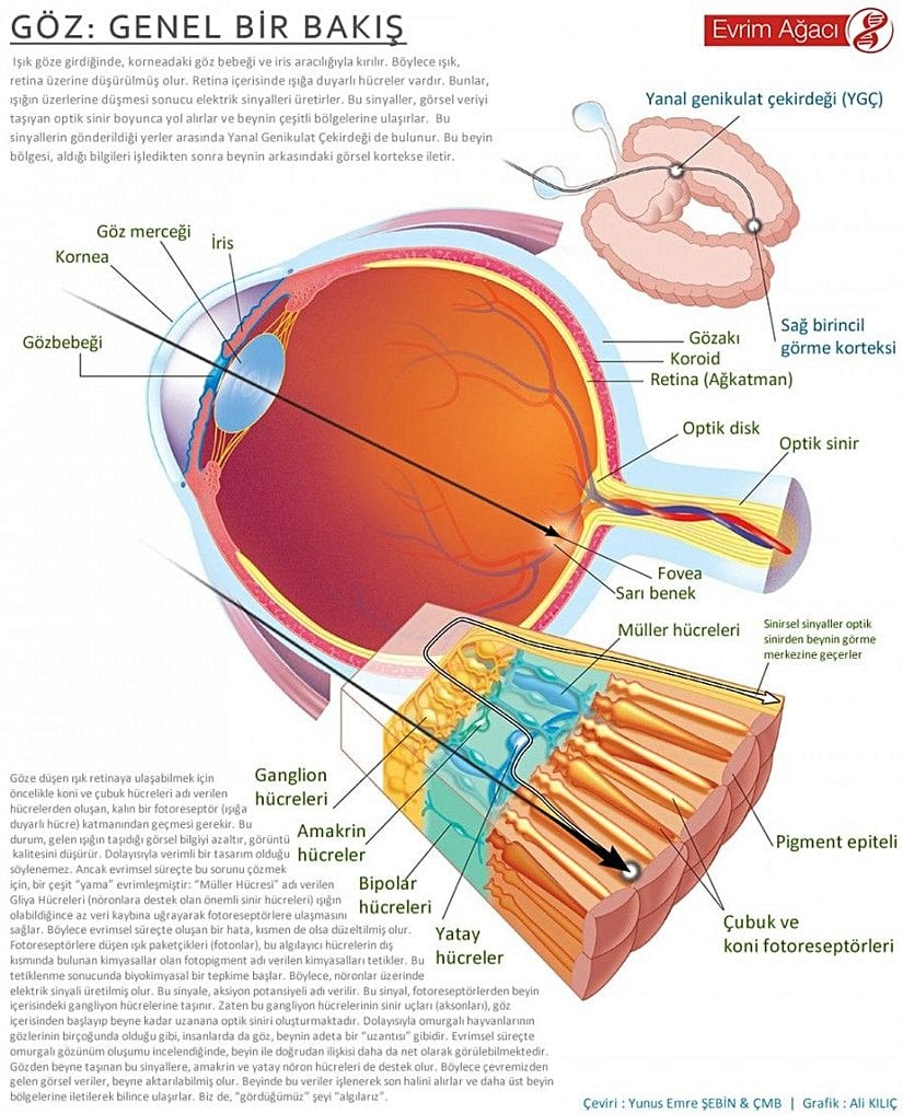 Göz Nasıl Çalışır?