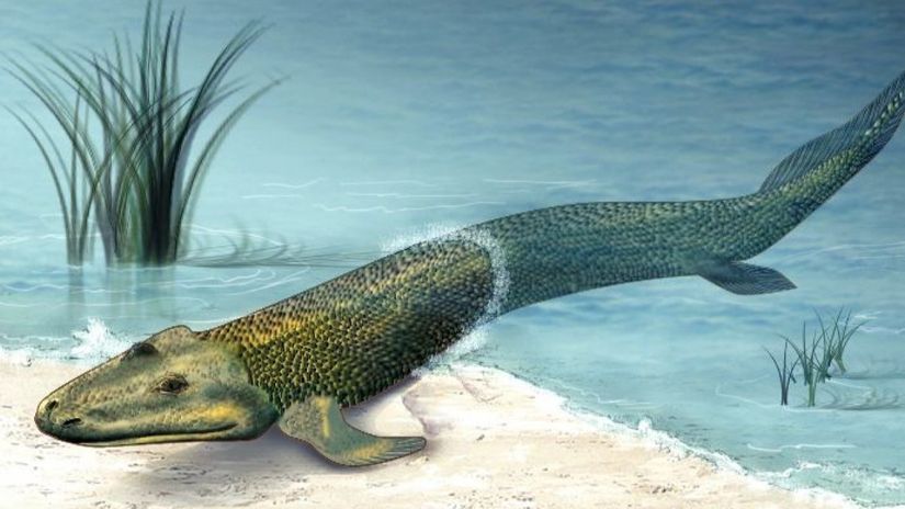 Tiktaalik rosae