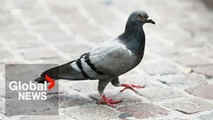 Toronto Launches Innovative Pigeon Birth Control Program