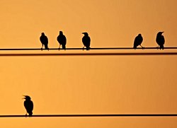 Bazı kuşlar elektrik tellerinin üzerinde durmalarına karşın nasıl zarar görmüyor?