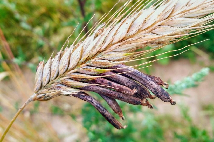 Ergot mantarı, koyu rengi ile bitkiden kolayca ayırt edilebilir.